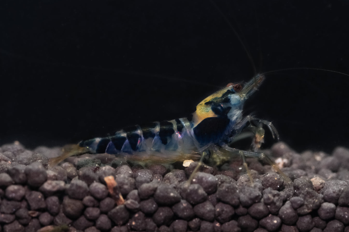 Blue Dragon Calceo PREORDER