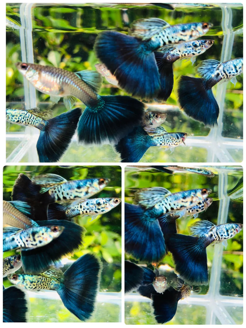 Galaxy Big Blue/Black Tail Snake Skin
