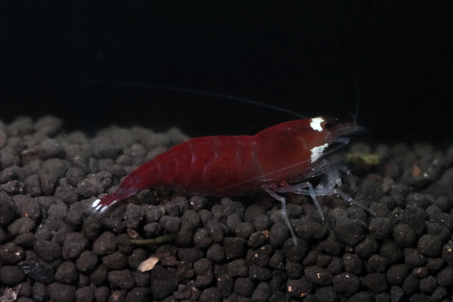 Super Red - Mix Stripe PACK OF 5+1 DOA