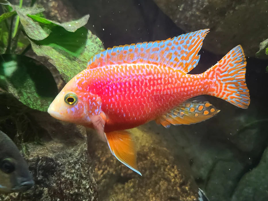3" DRAGON BLOOD PEACOCK AFRICAN CICHLID (AULONOCARA SP.)