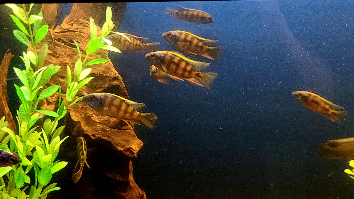 2-2.5" TROPICAL TAIWAN REEF AFRICAN CICHLID (PROTOMELAS SP. "STEVENI TAIWAN")