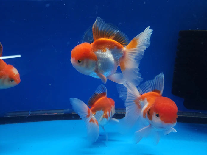 RED/WHITE THAI ORANDA
