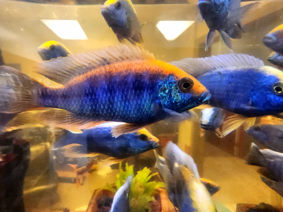 3" OVATUS CICHLID (PROTOMELAS SPILONOTUS "OVATUS")