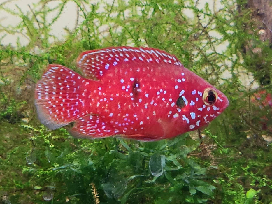 RED BALLOON JEWEL CICHLID