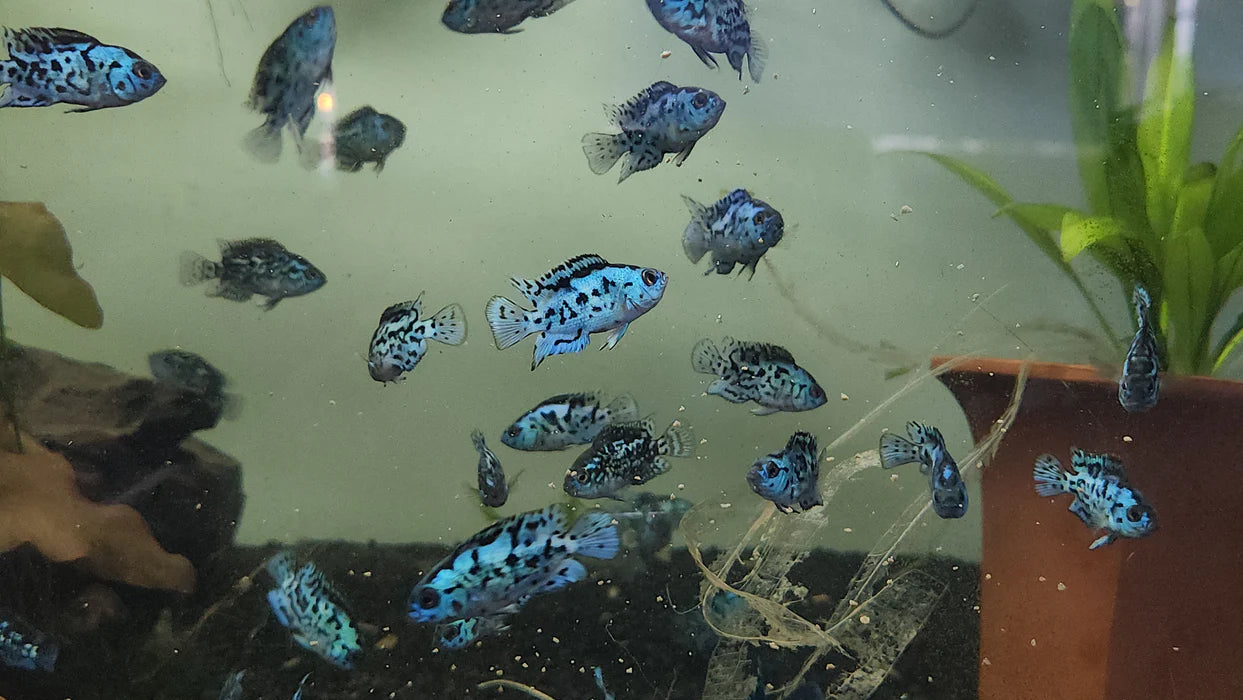 ELECTRIC BLUE JACK DEMPSEY AMERICAN CICHLID(CICHLASOMA OCTOASCIATUM)