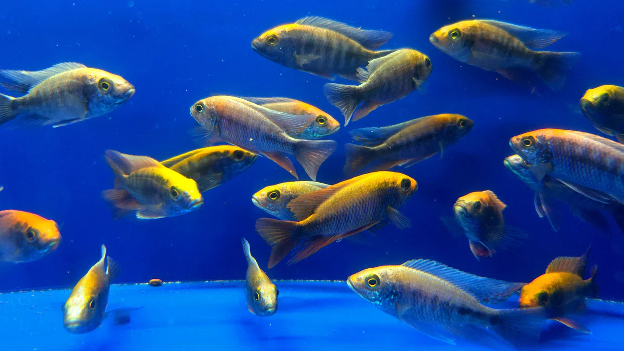 3" OVATUS CICHLID (PROTOMELAS SPILONOTUS "OVATUS")