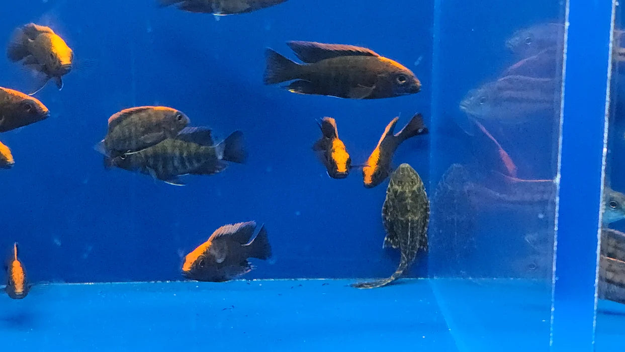 2.5" SULFUR HEAD/APACHE PEACOCK CICHLID (AULONOCARA MAYLANDI)