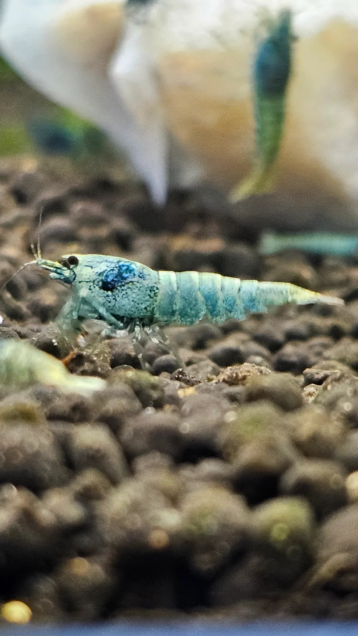 Taiwan Bee Blue Bolt A/S Grade
