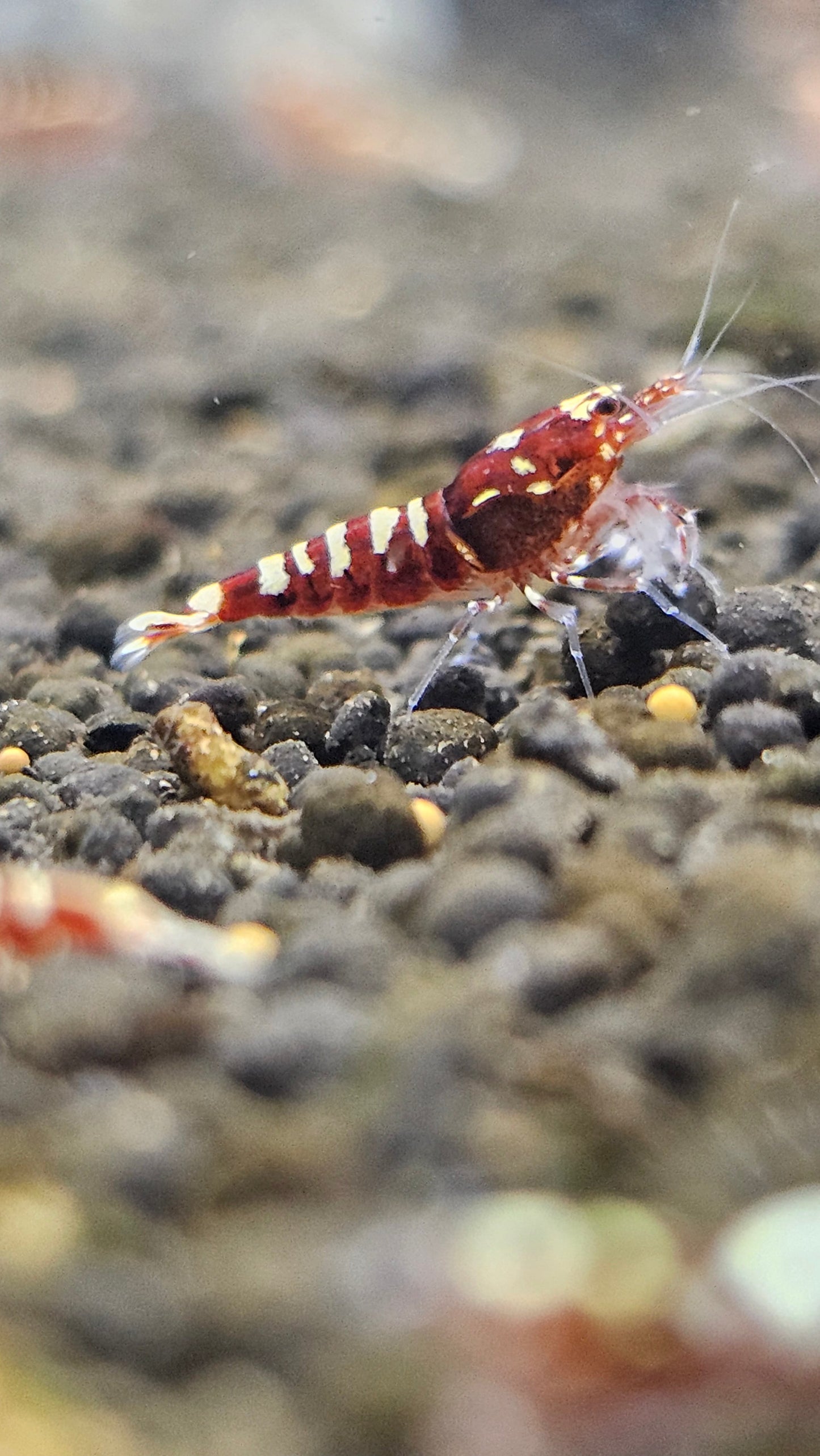 RED PINTO