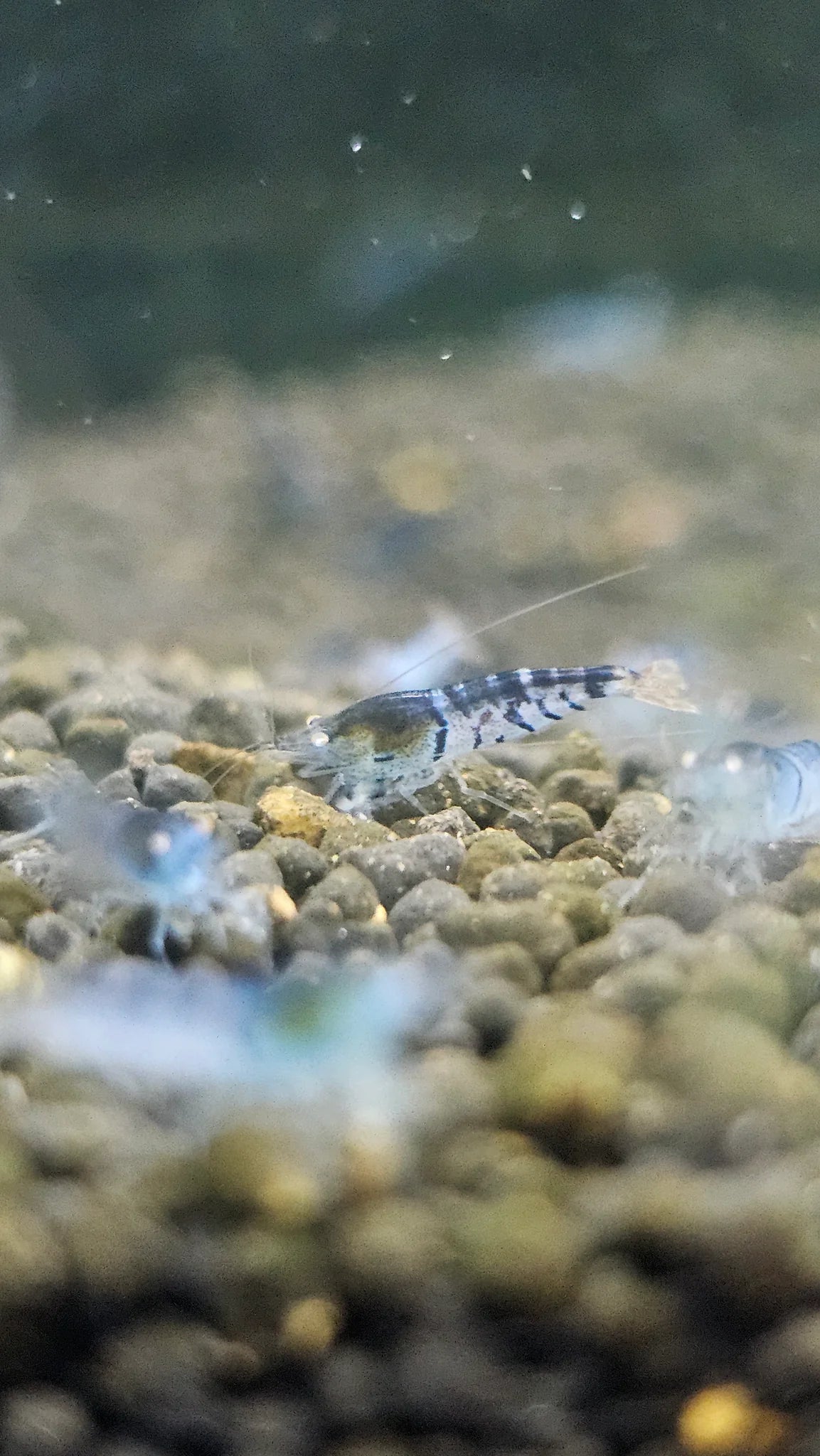 Orange Eye Blue Tiger