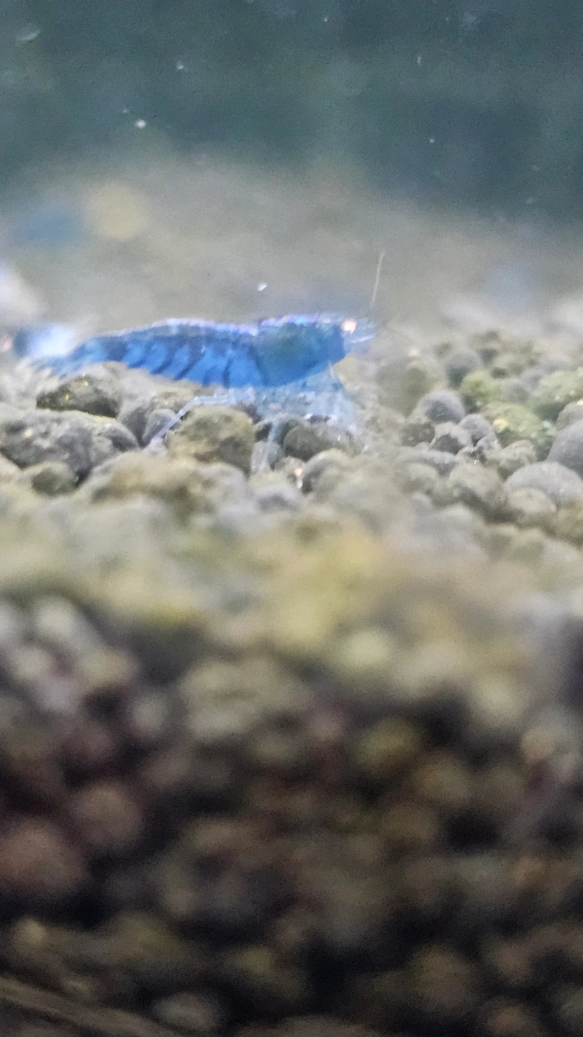 Orange Eye Blue Tiger