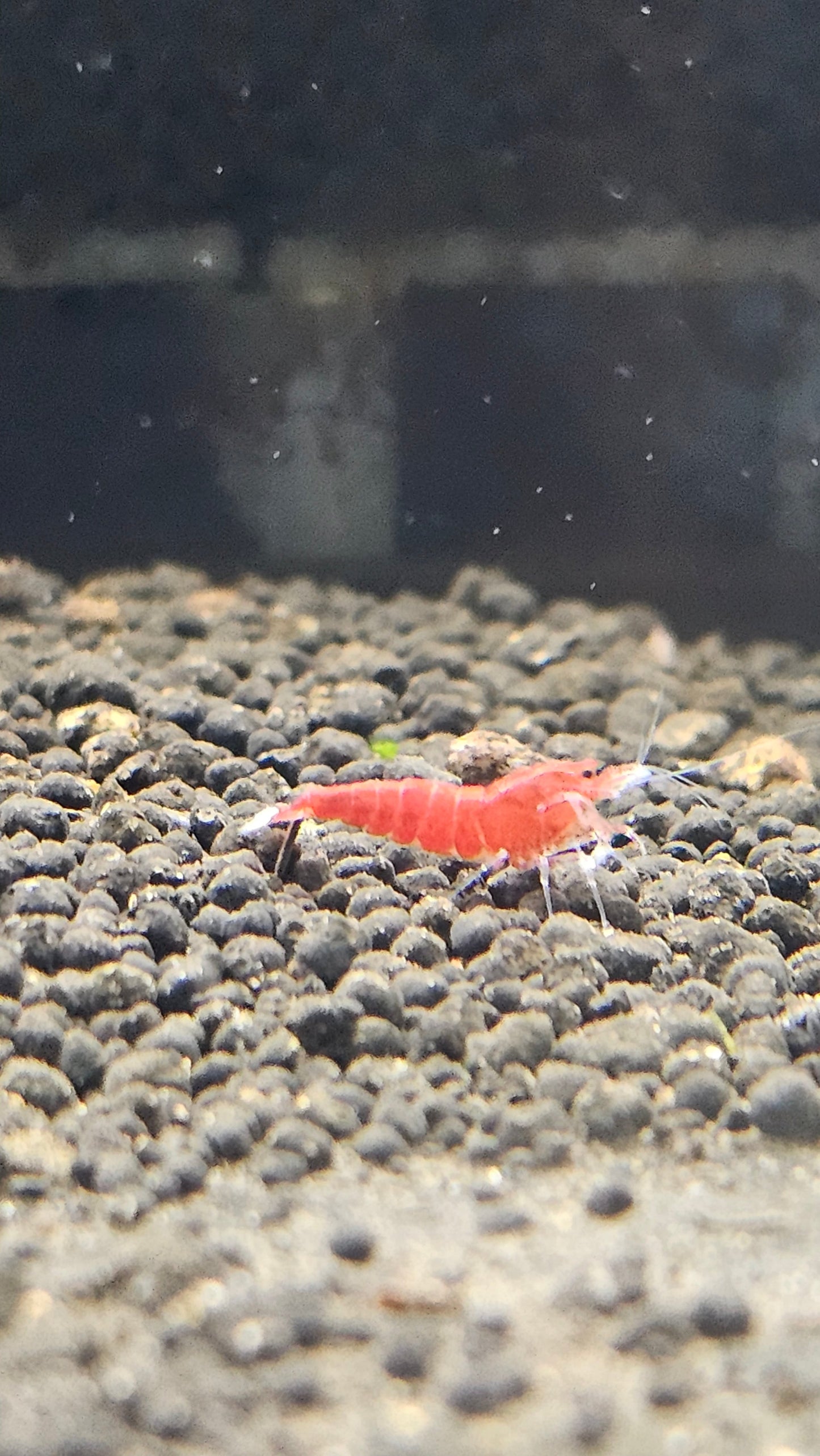 Super Red PACK OF 5+1 DOA