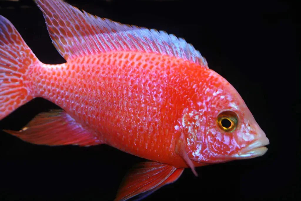 3" DRAGON BLOOD PEACOCK AFRICAN CICHLID (AULONOCARA SP.)