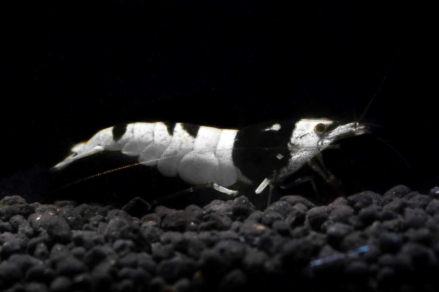 Black Pure line PBL Caridina S grade