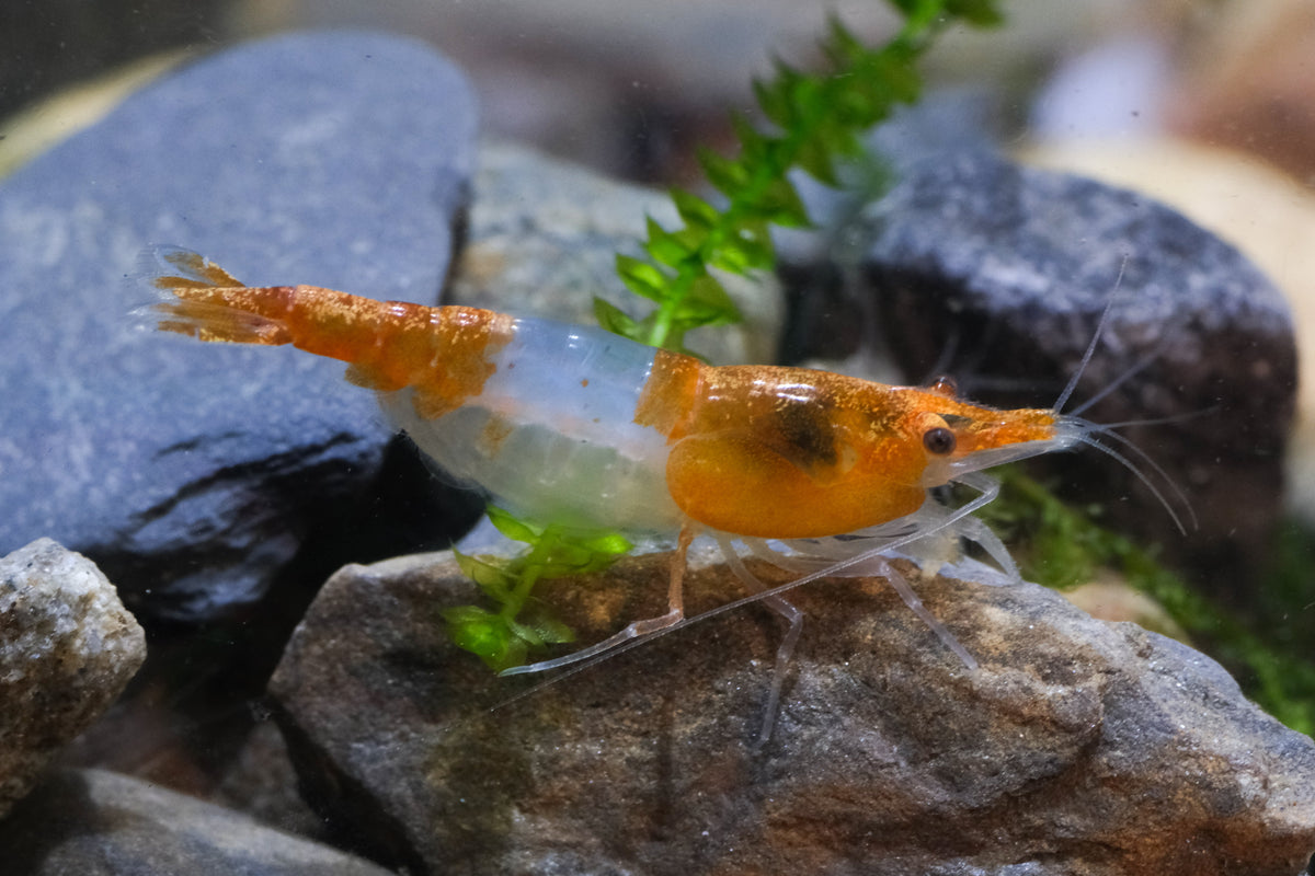 Orange Rili plus for DOA