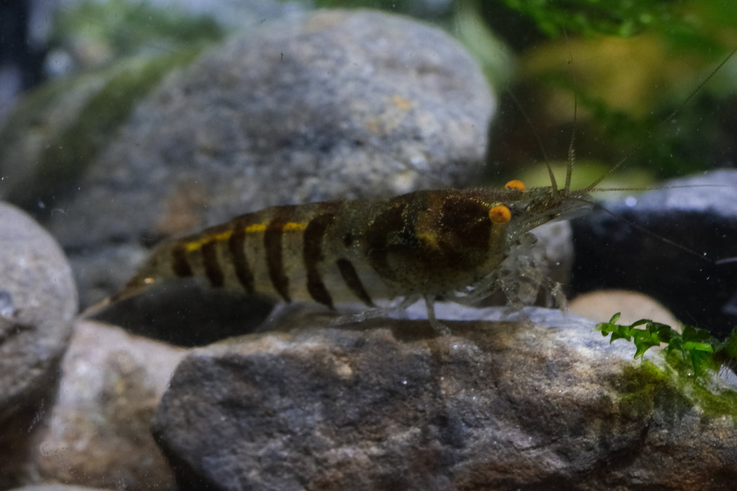 Orange eye Zebra Babaulti Shrimp plus for DOA extra)