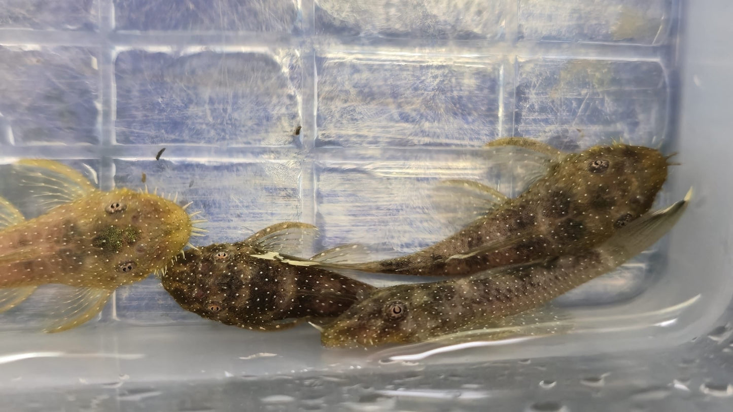 L519 Pleco 3 to 4 cm