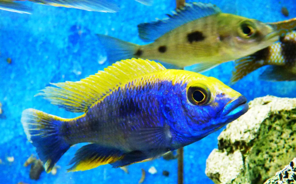 3" OVATUS CICHLID (PROTOMELAS SPILONOTUS "OVATUS")