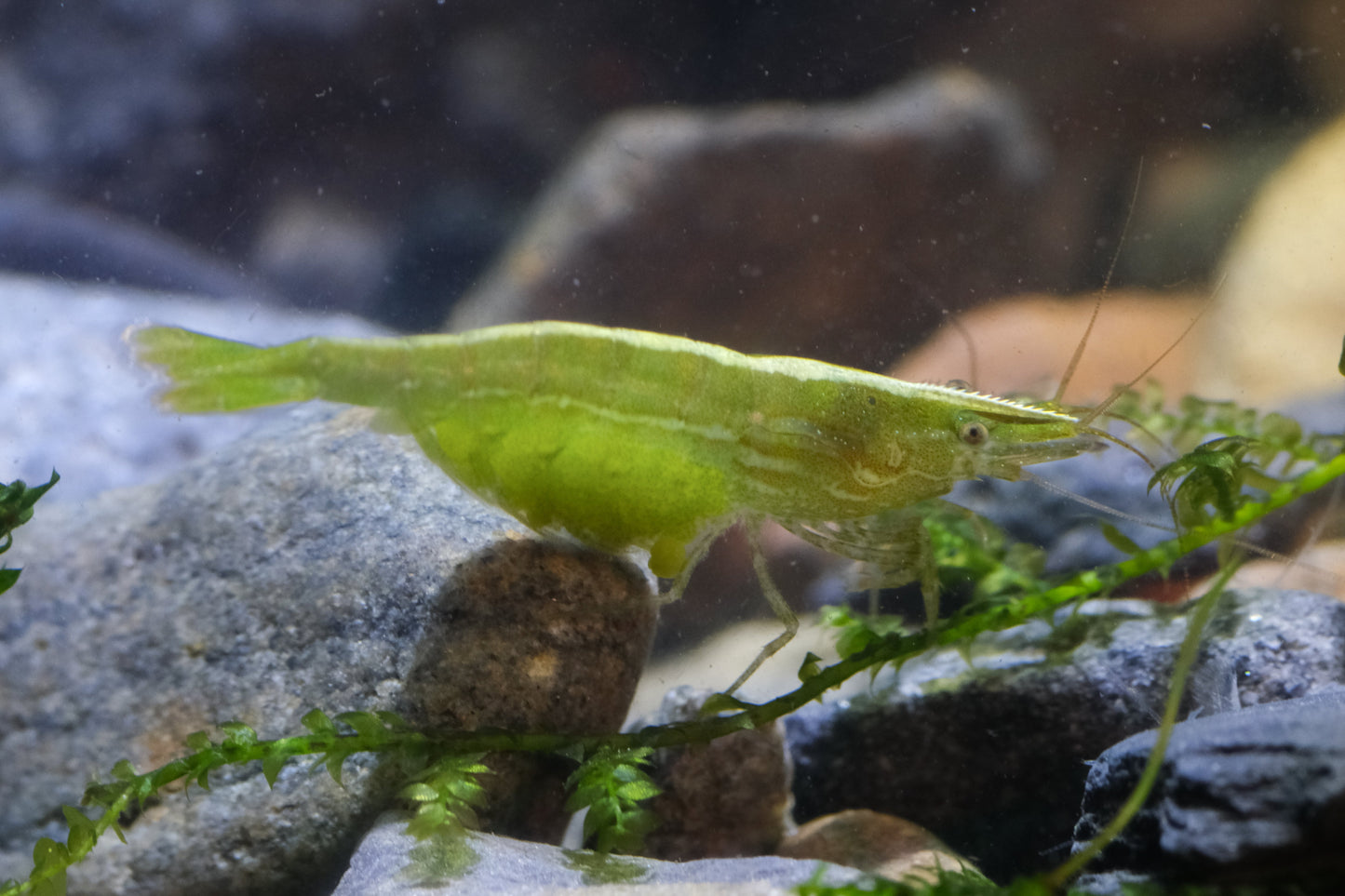 Green Babaulti PLUS FOR DOA