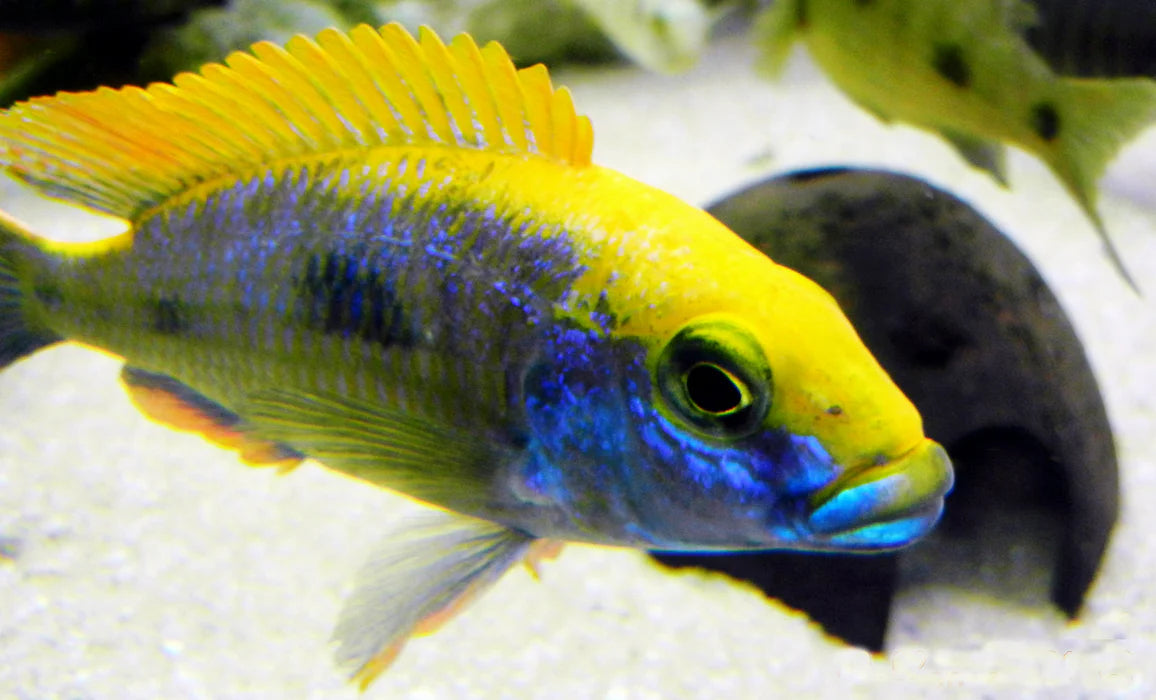 3" OVATUS CICHLID (PROTOMELAS SPILONOTUS "OVATUS")