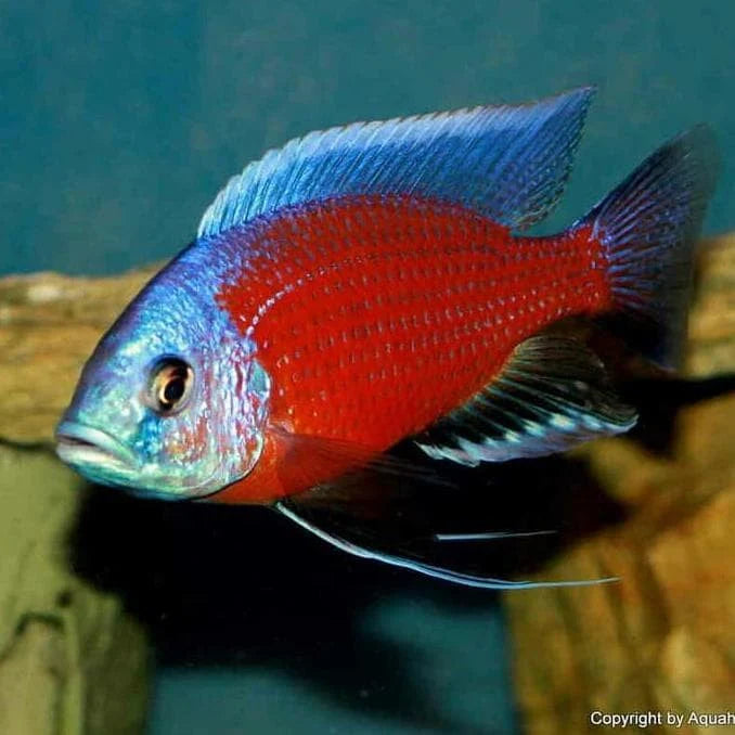 2-2.5" RED KADANGO CICHLID (COPADICHROMIS BORLEYI)