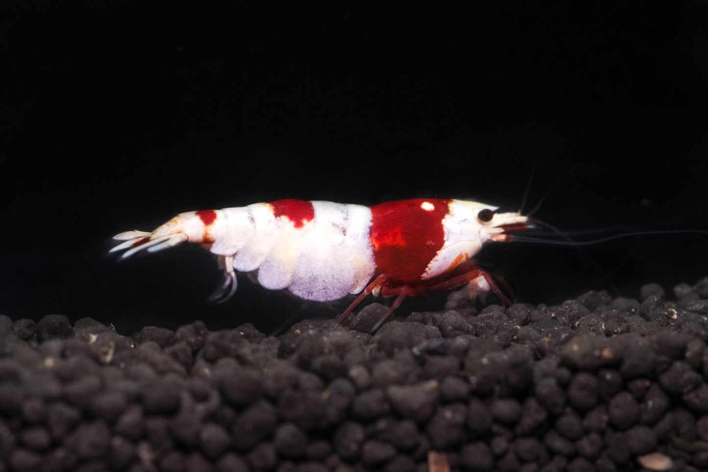 Red Pure line PRL Caridina S grade