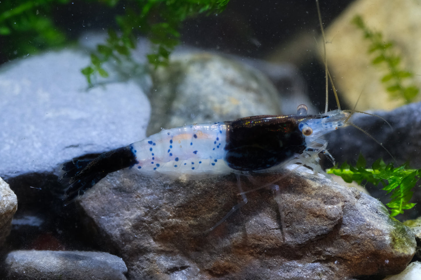 Black Rili (5 + 1 DOA)