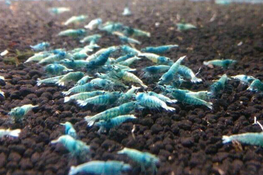 Taiwan Bee Blue Bolt A/S Grade
