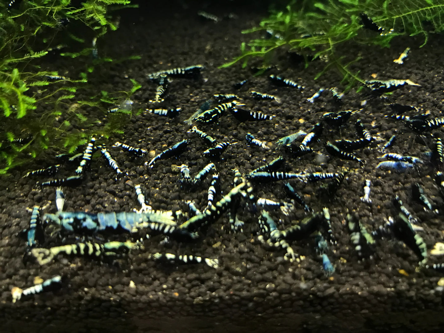Black Galaxy Fishbone