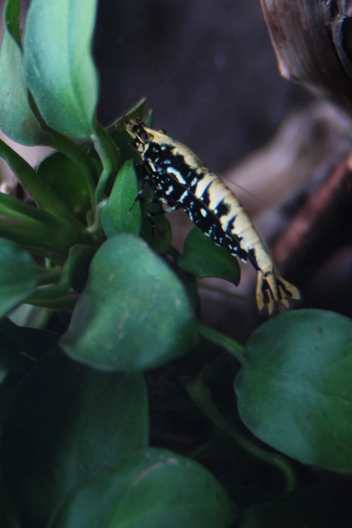 Black Galaxy Fishbone