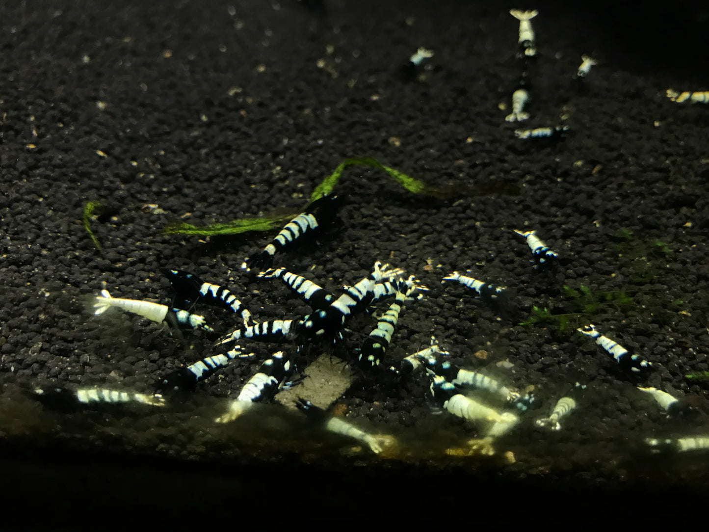 Black Pinto