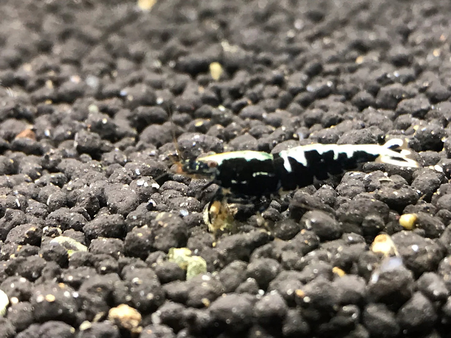 Black Galaxy Fishbone