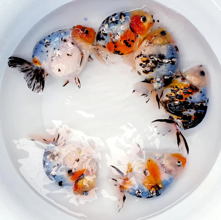 BIG HEAD THAI LIONCHU CALICO/GALAXY