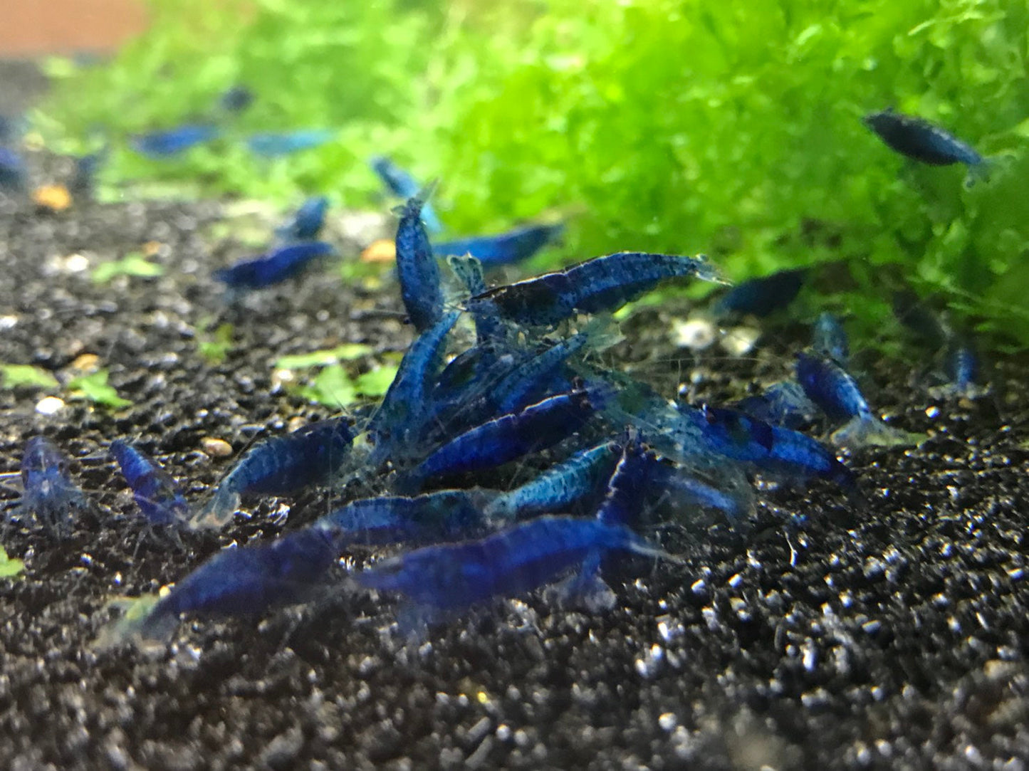 Blue Dream/ Ultra Blue (PACK OF 5+1 DOA)