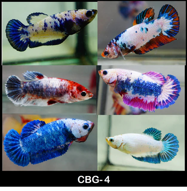 MARBLE MIX PLAKAT FEMALE BETTA – SD Tropicals - Main Image