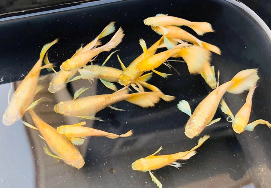 Full Gold