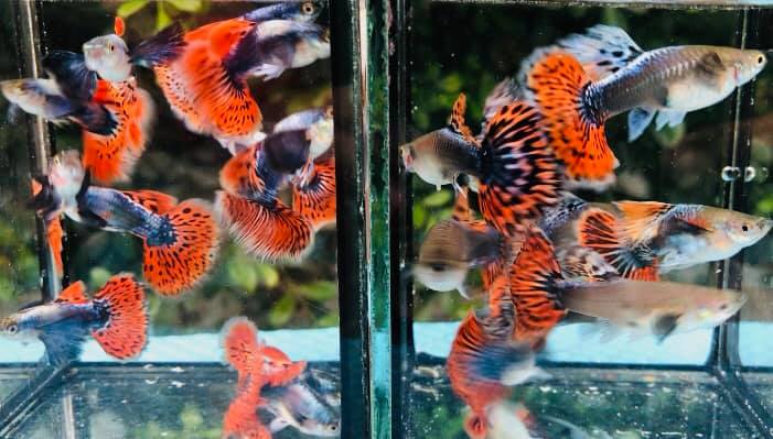 Red Mosaic XL Dumbo Ear