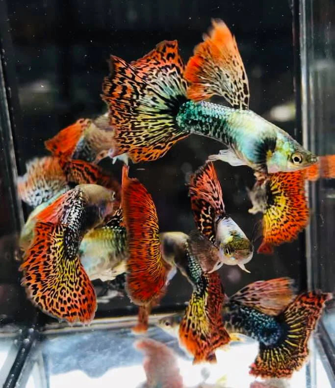 Red Dragon High Dorsal