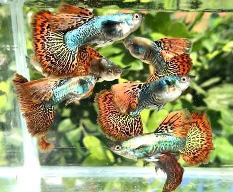 Red Dragon High Dorsal