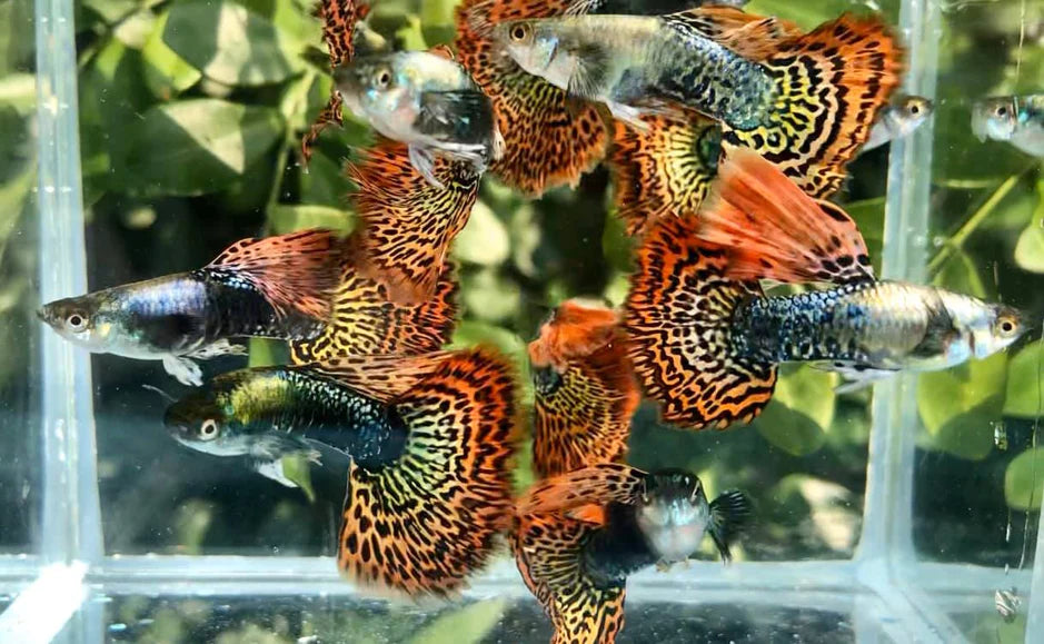 Red Dragon High Dorsal