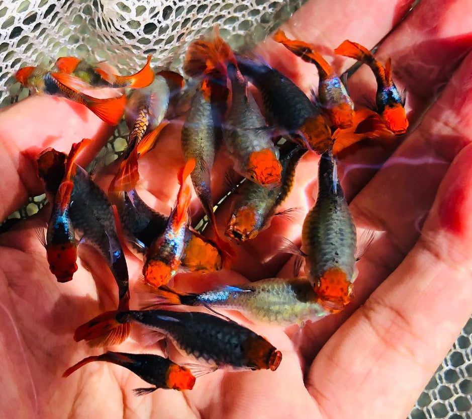Koi Tuxedo