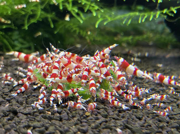 Crystal Red