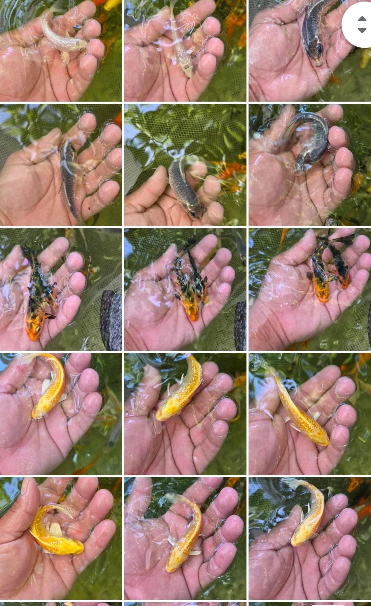 Koi mixed colors 4 inch