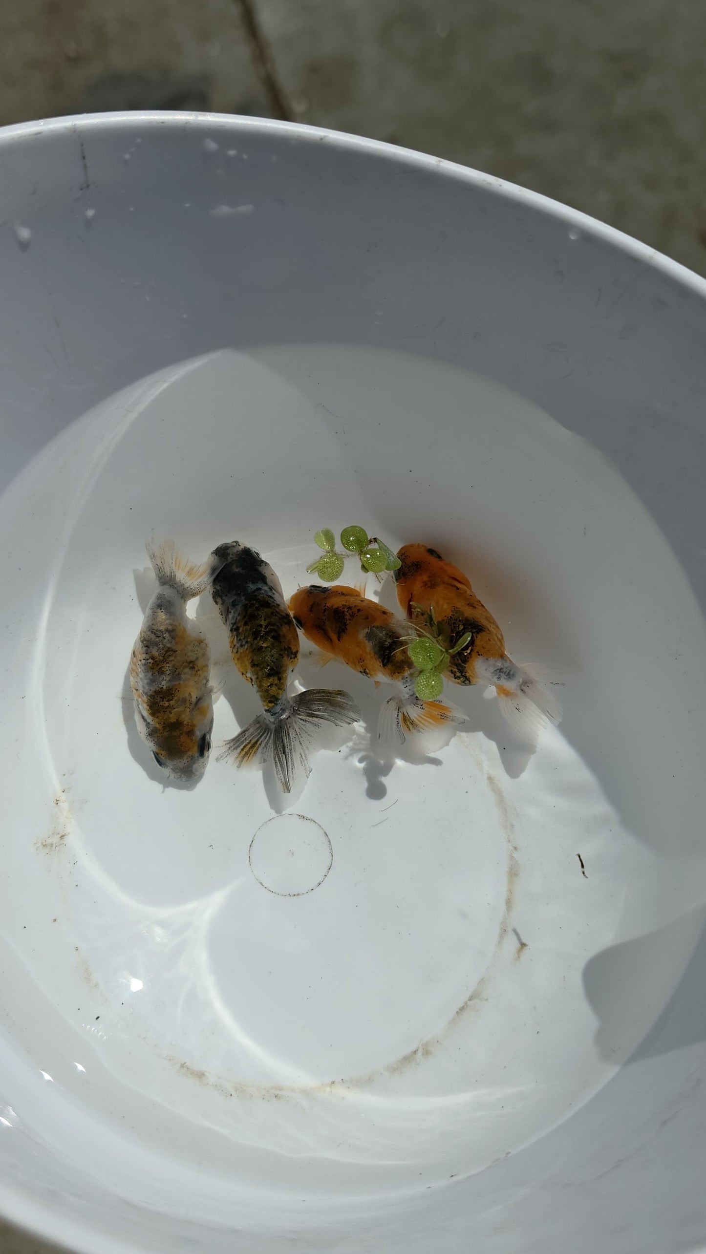 Calico Ranchu 2.5 inch