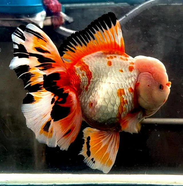 SPECIAL TRI COLOR THAI ORANDA
