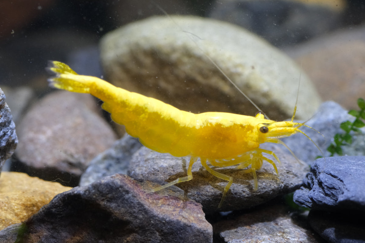 Yellow Back / Ultra Gold Shrimp plus for DOA