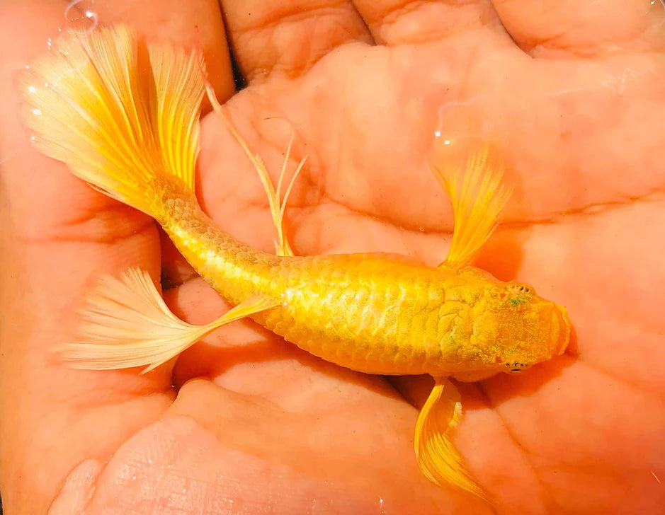Full Gold