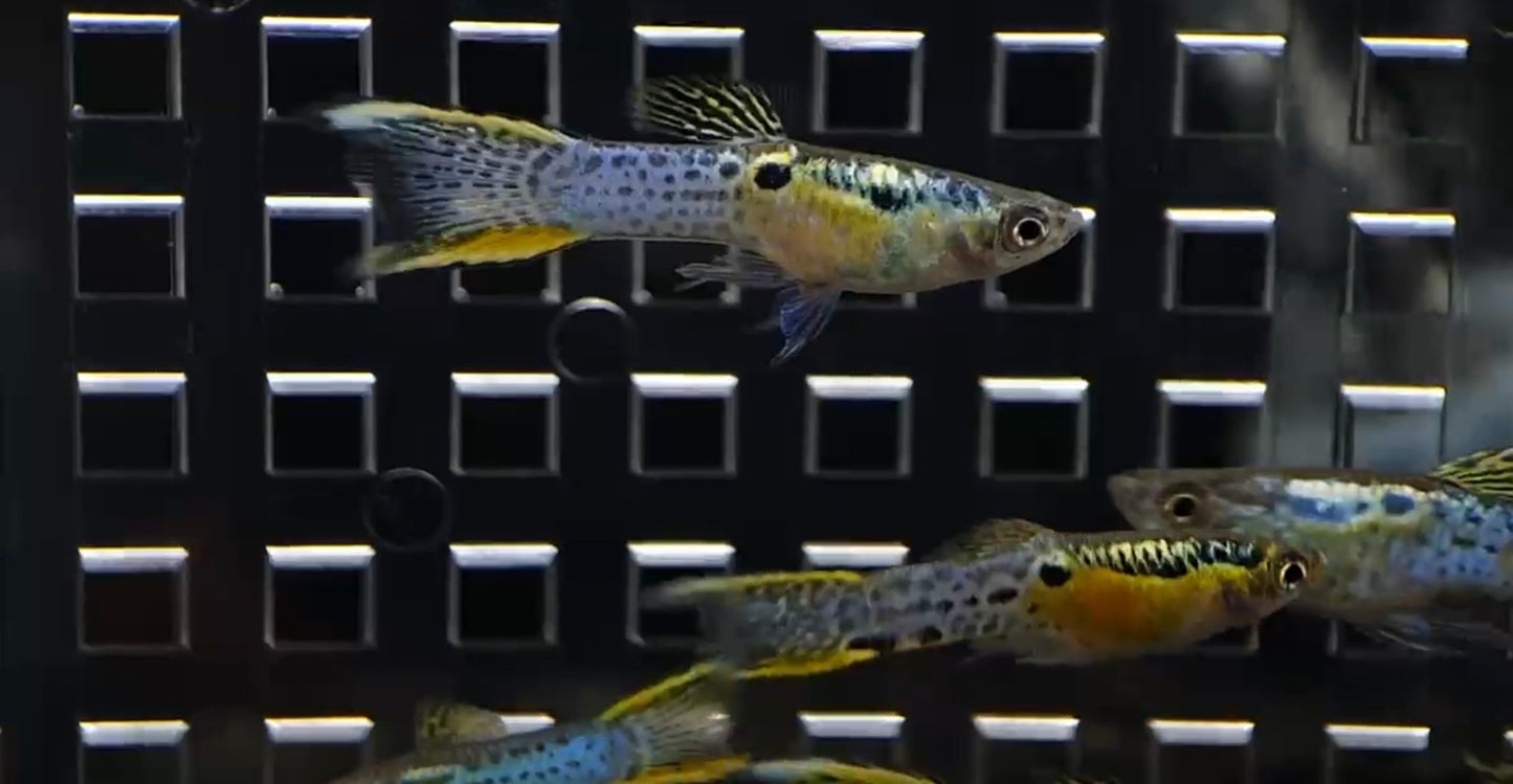 Cobra yellow double sword endler. Males only
