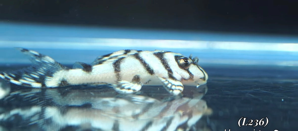 Plecostomos L236