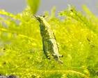 Green Jade Yellowback (PACK OF 5+1 DOA)